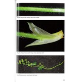 Alchemilla - Lady's-mantles of Britain and Ireland - BSBI Handbook No. 24