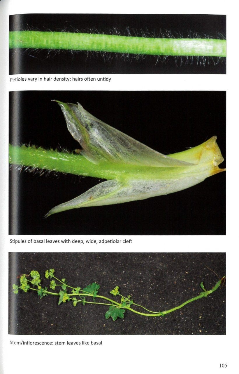 Alchemilla - Lady's-mantles of Britain and Ireland - BSBI Handbook No. 24