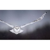 Camouflage - Nature's Masters of Disguise