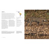 Camouflage - Nature's Masters of Disguise