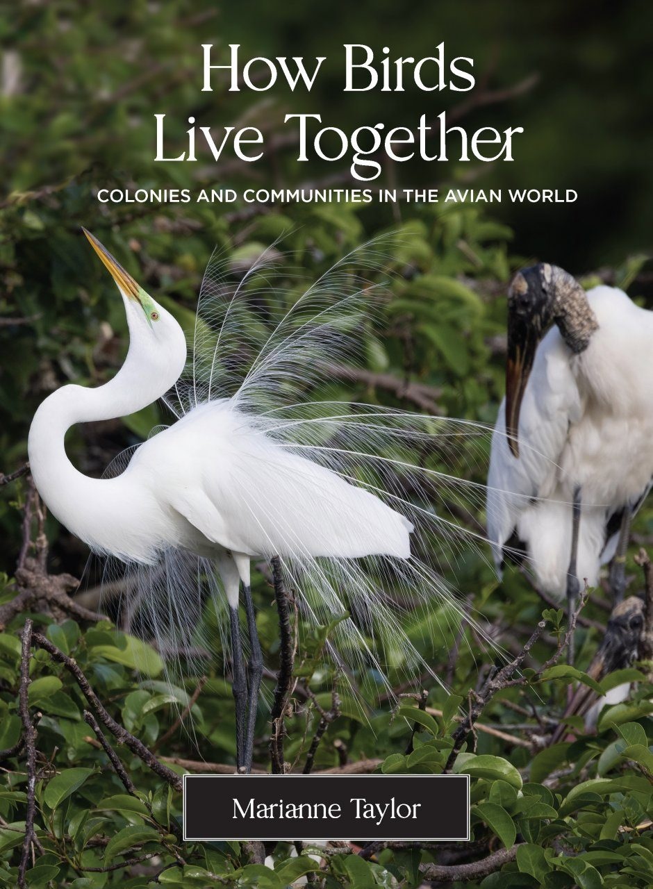How Birds Live Together - Colonies and Communities in the Avian World