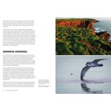 How Birds Live Together - Colonies and Communities in the Avian World