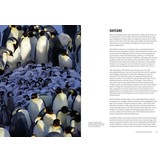 How Birds Live Together - Colonies and Communities in the Avian World