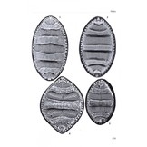 Freshwater Benthic Diatoms of Central Europe - Over 800 Common Species Used in Ecological Assessment