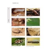 Het Geleedpotigenboek - Determinatiesleutels voor de Nederlandse Arthropoda