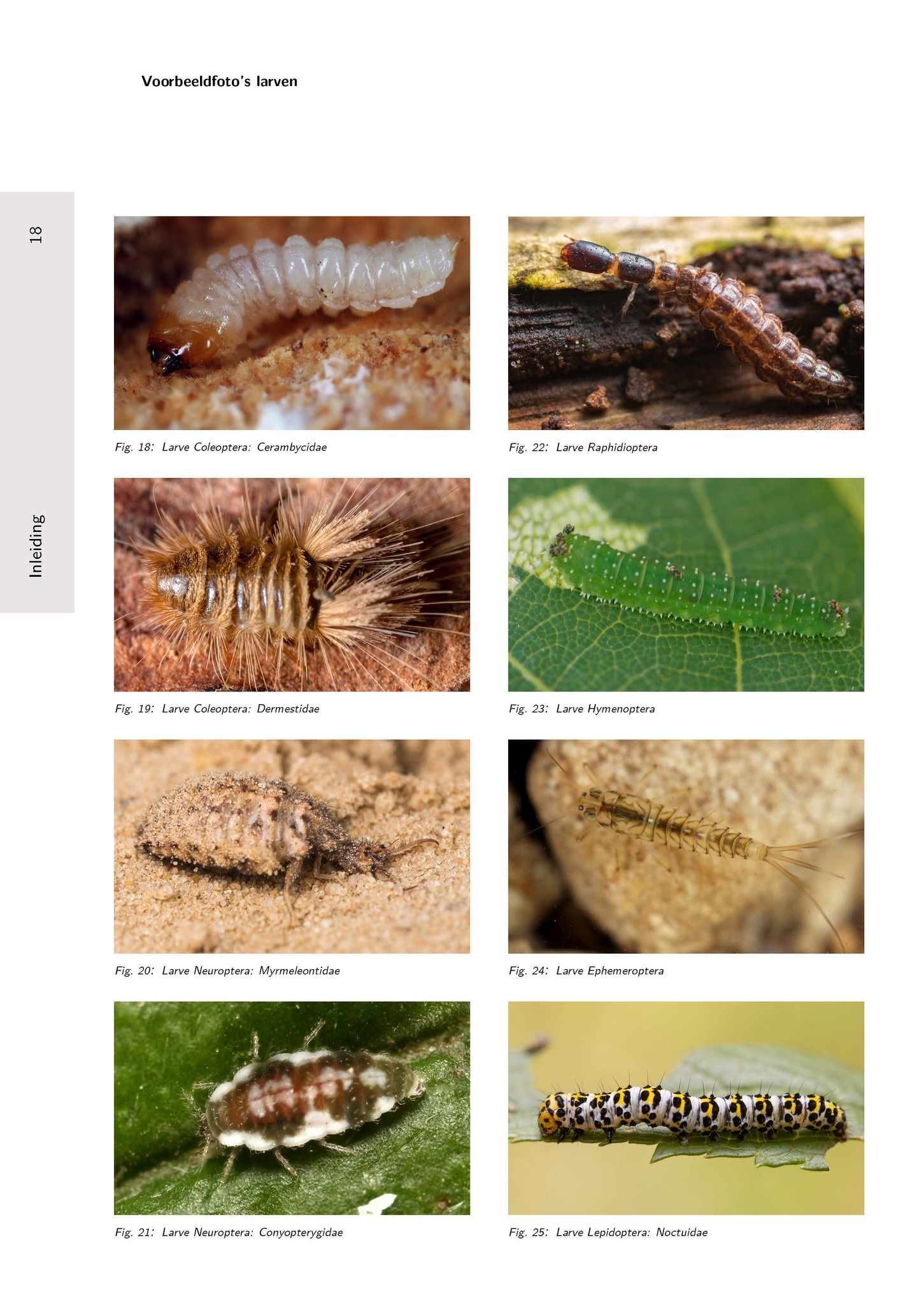 Het Geleedpotigenboek - Determinatiesleutels voor de Nederlandse Arthropoda
