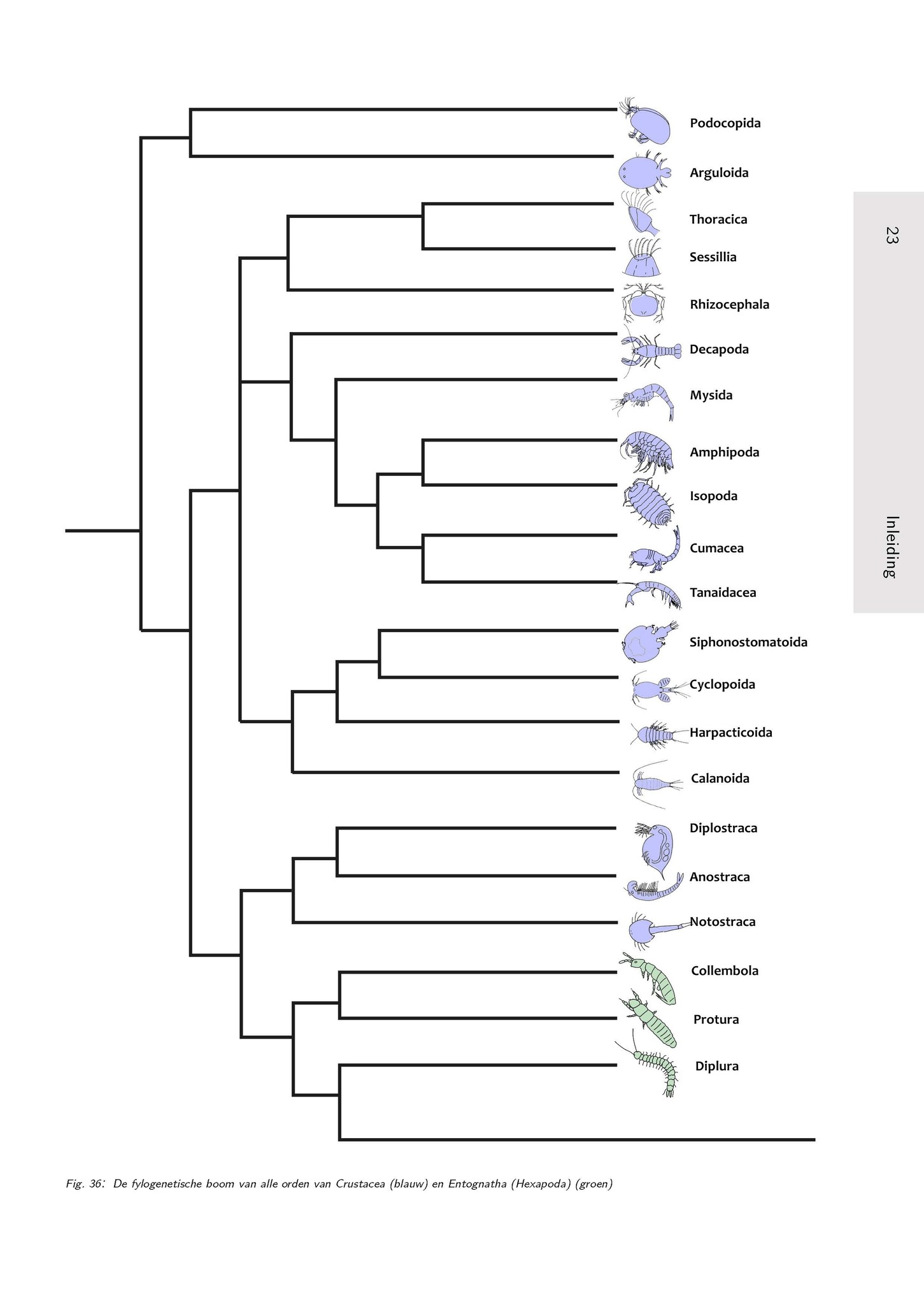 Het Geleedpotigenboek - Determinatiesleutels voor de Nederlandse Arthropoda