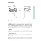Het Geleedpotigenboek - Determinatiesleutels voor de Nederlandse Arthropoda