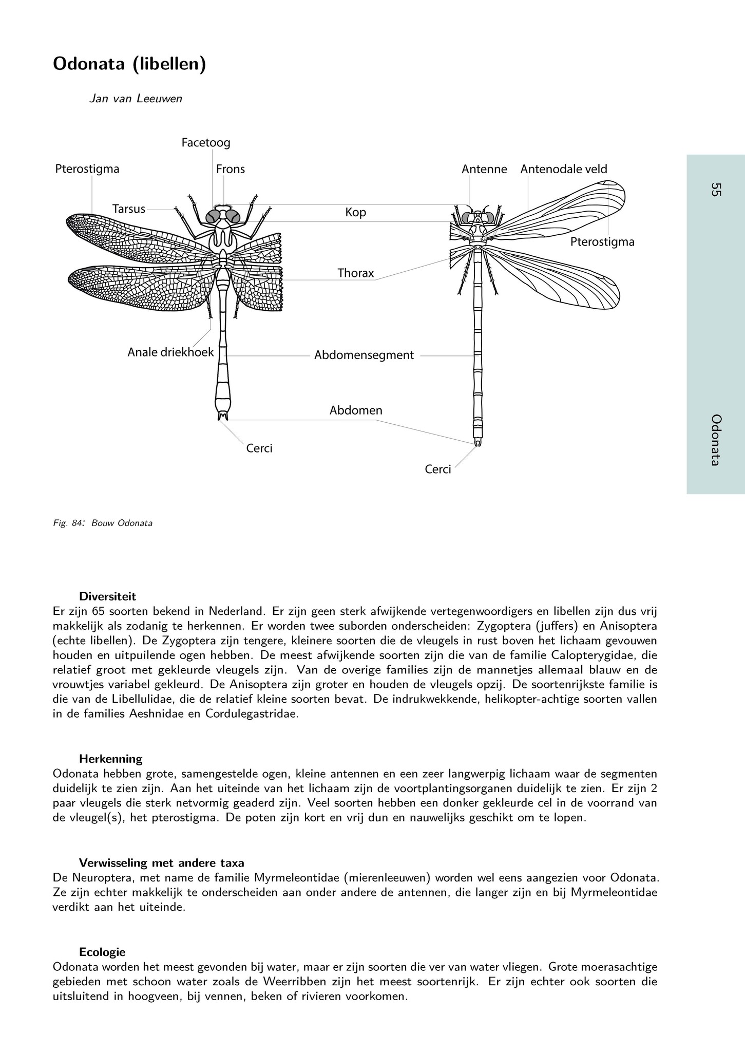Het Geleedpotigenboek - Determinatiesleutels voor de Nederlandse Arthropoda