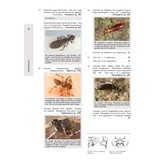Het Geleedpotigenboek - Determinatiesleutels voor de Nederlandse Arthropoda