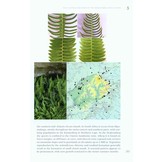 The Lycopods and Ferns of The Drakensberg and Lesotho