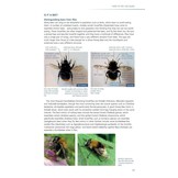 Field Guide to the Bees of Britain and Ireland