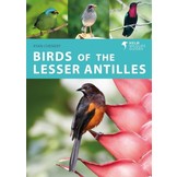 Birds of the Lesser Antilles