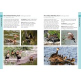 Birds of the Lesser Antilles