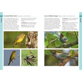 Birds of the Lesser Antilles