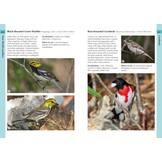 Birds of the Lesser Antilles