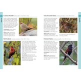Birds of the Lesser Antilles