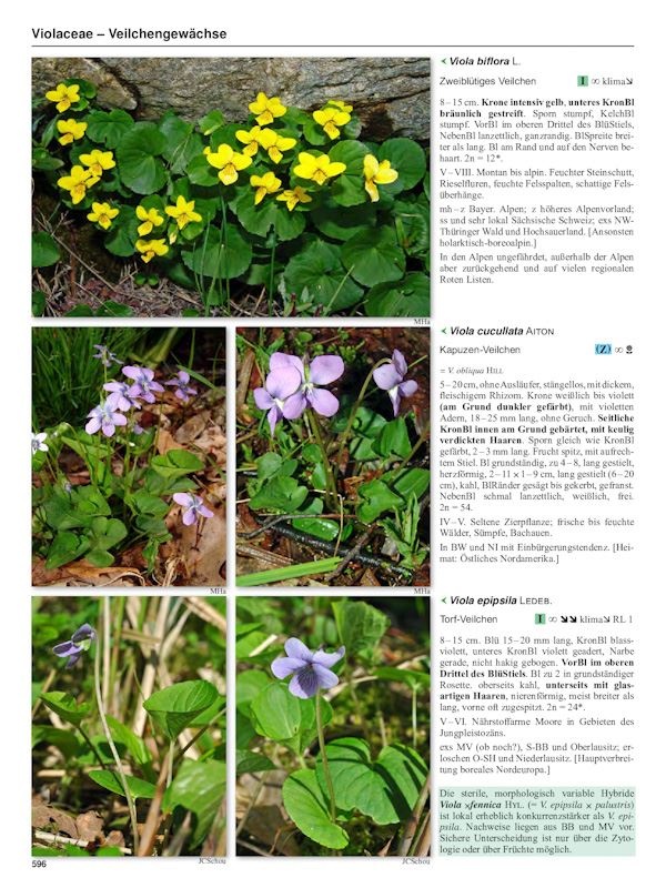 Flora Germanica (2-Bände) - Alle Farn- und Blütenpflanzen Deutschlands in Text und Bild