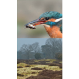 Wandelgids Hondsrugpad - Wandelen door de prehistorie, esdorpen en grenzeloze natuur