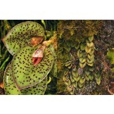 A Compendium of Miniature Orchid Species (4-Volume Set)