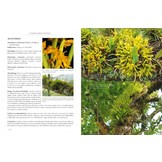 A Compendium of Miniature Orchid Species (4-Volume Set)