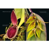 A Compendium of Miniature Orchid Species (4-Volume Set)