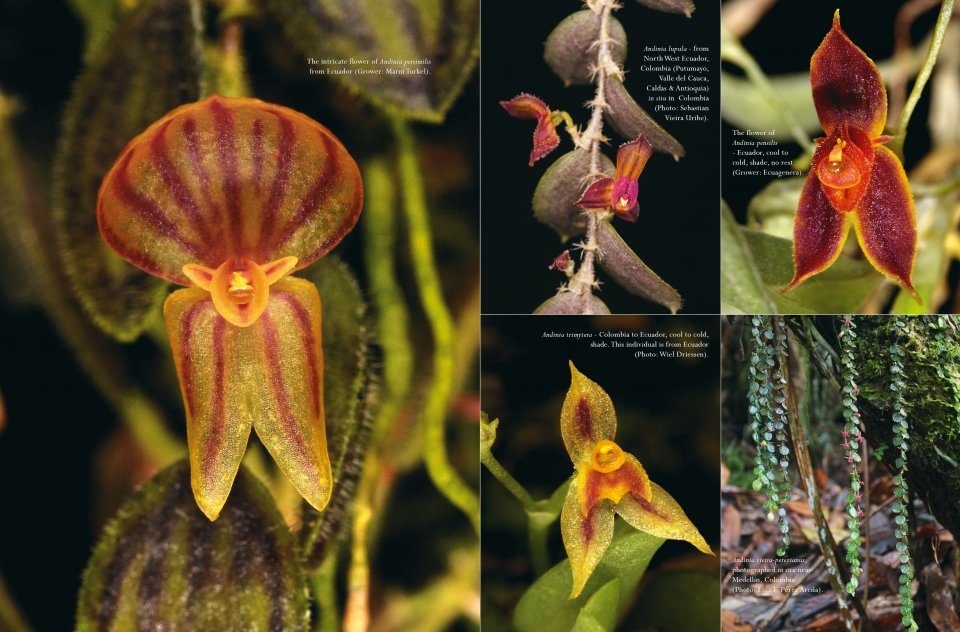 A Compendium of Miniature Orchid Species (4-Volume Set)