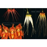 A Compendium of Miniature Orchid Species (4-Volume Set)