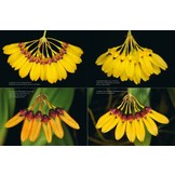 A Compendium of Miniature Orchid Species (4-Volume Set)