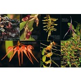 A Compendium of Miniature Orchid Species (4-Volume Set)