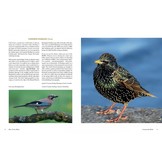 How to See Birds - An Enthusiast's Guide