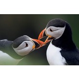 How to See Birds - An Enthusiast's Guide