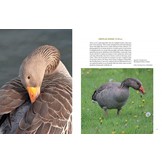 How to See Birds - An Enthusiast's Guide