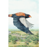 Een reis om de wereld in 80 vogels