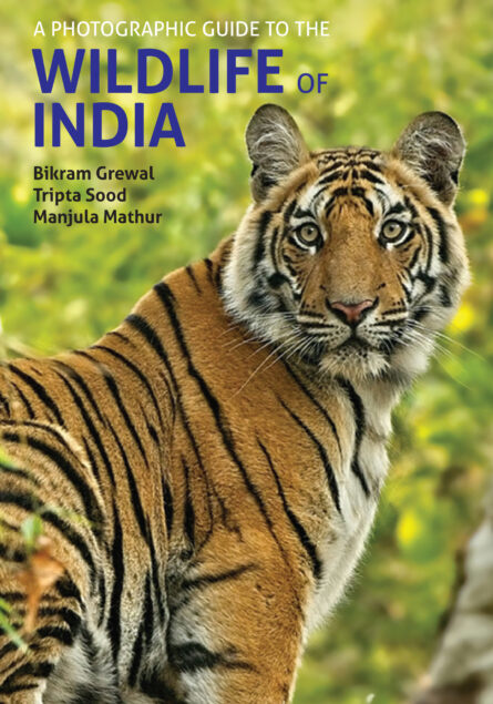 A Photographic Guide to the Wildlife of India A Photographic Guide to the Wildlife of India