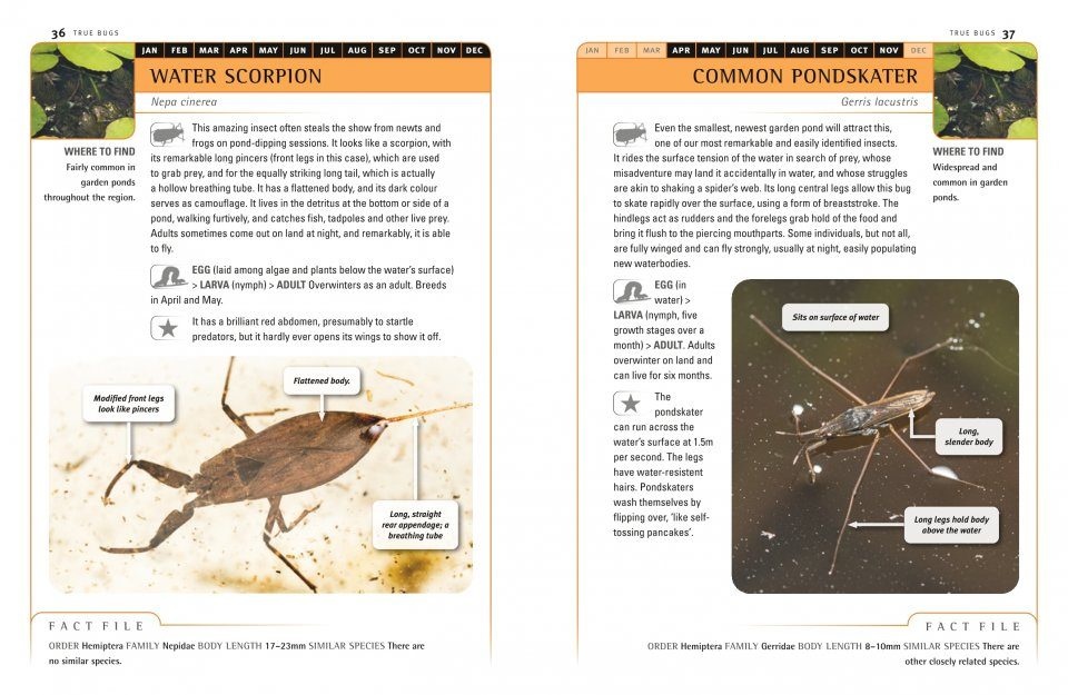An Identification Guide to Garden Insects of Britain and North