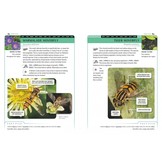 An Identification Guide to Garden Insects of Britain and North-West Europe