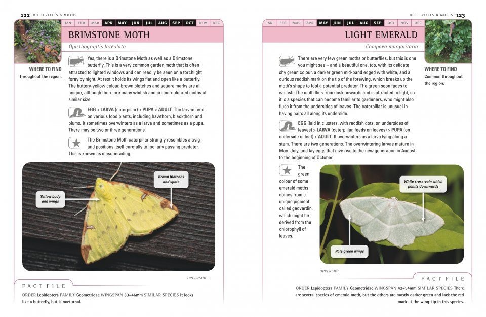 An Identification Guide to Garden Insects of Britain and North-West Europe