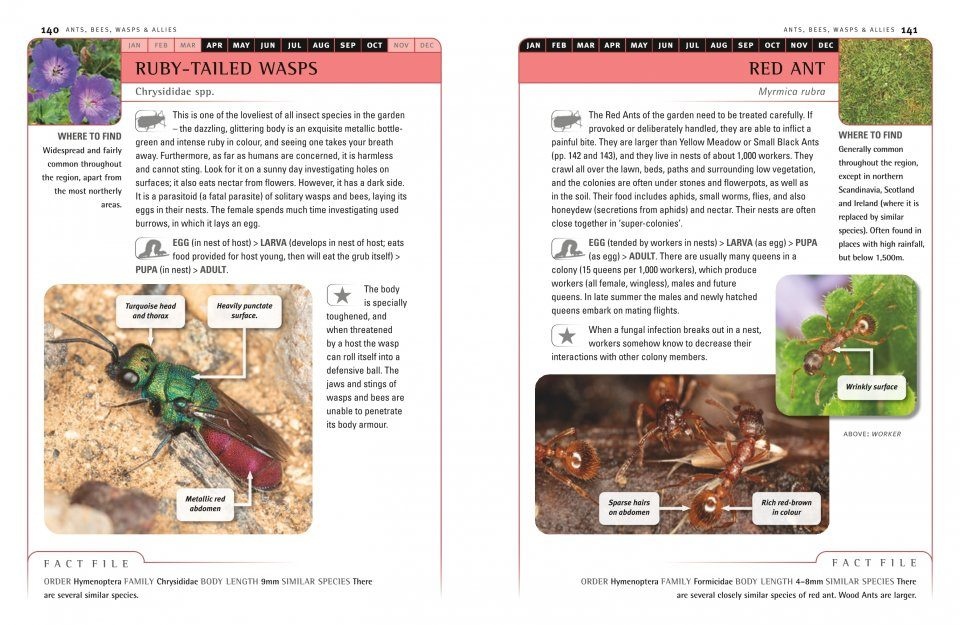 An Identification Guide to Garden Insects of Britain and North-West Europe