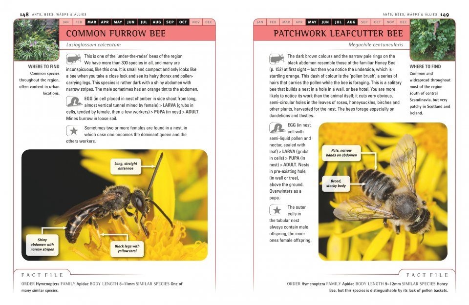 Identification Guide To Garden Insects