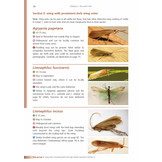 Adult Caddis (Trichoptera) of Britain and Ireland - A Practical Guide