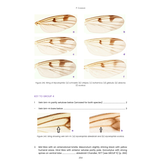 RES Handbook, Volume 9, Part 8: Fungus Gnats (Diptera: Mycetophilidae, Mycetophilinae)