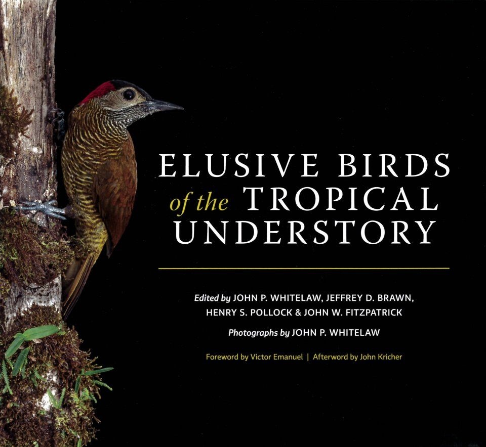 Elusive Birds of the Tropical Understory