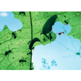 De Groene Planeet - Het verborgen leven van planten