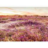 De Groene Planeet - Het verborgen leven van planten