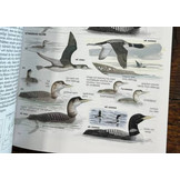 Collins Bird Guide 3rd Edition