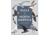 Gulls of North America
