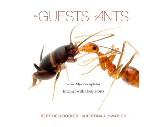 The Guests of Ants