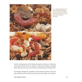 The Guests of Ants - How Myrmecophiles Interact with Their Hosts