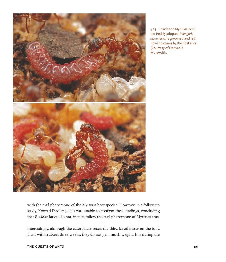 The Guests of Ants - How Myrmecophiles Interact with Their Hosts